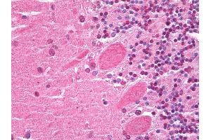 Anti-HES5 antibody IHC of human brain, cerebellum. (HES5 anticorps  (Internal Region))