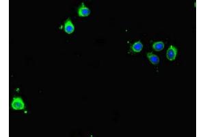 Immunofluorescent analysis of Hela cells using ABIN7145207 at dilution of 1:100 and Alexa Fluor 488-congugated AffiniPure Goat Anti-Rabbit IgG(H+L)