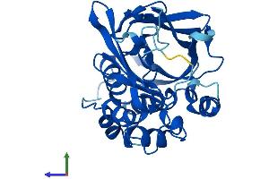AlphaFold protein structure predicition of Mouse Recombinant Nat3 Protein, UniprotID P50296