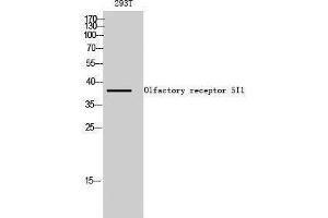 Western Blotting (WB) image for anti-Olfactory Receptor, Family 5, Subfamily I, Member 1 (OR5I1) (Internal Region) antibody (ABIN6281854)