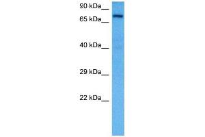 Host:  Rat  Target Name:  KCND3  Sample Tissue:  Rat Liver  Antibody Dilution:  1ug/ml
