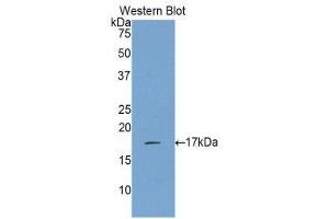 Western Blotting (WB) image for anti-Interleukin 17 (IL17) (AA 21-153) antibody (ABIN2117747) (IL-17 anticorps  (AA 21-153))