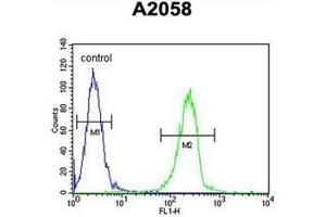 Flow cytometric analysis of A2058 cells using ENTHD1 Antibody (N-term) Cat. (ENTHD1 anticorps  (N-Term))