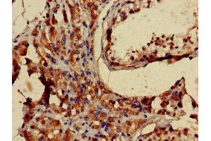 Immunohistochemistry of paraffin-embedded human testis tissue using ABIN7158591 at dilution of 1:100