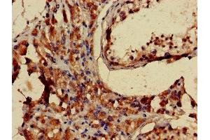 Immunohistochemistry of paraffin-embedded human testis tissue using ABIN7158591 at dilution of 1:100 (LHCGR anticorps  (AA 27-363))