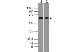 Image no. 1 for anti-TNF Receptor-Associated Factor 5 (TRAF5) (AA 42-236) antibody (ABIN5027587) (TRAF5 anticorps  (AA 42-236))