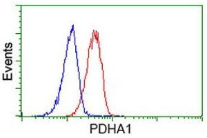 Image no. 3 for anti-Pyruvate Dehydrogenase (Lipoamide) alpha 1 (PDHA1) antibody (ABIN1500104) (PDHA1 anticorps)