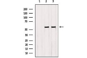 Western blot analysis of extracts from Rat heart,Hybridoma cells, using NEU4 Antibody. (Sialidase 4 anticorps  (Internal Region))