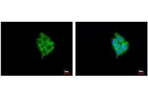 ICC/IF Image MIA3 antibody [N1], N-term detects MIA3 protein at Cytoplasm by immunofluorescent analysis. (MIA3 anticorps  (N-Term))