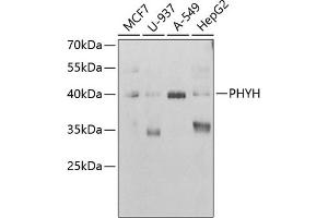 Western blot analysis of extracts of various cell lines, using PHYH antibody (ABIN6130848, ABIN6145582, ABIN6145584 and ABIN6221908) at 1:1000 dilution. (PHYH anticorps  (AA 1-338))