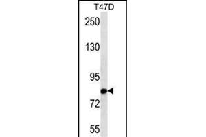THOC1 Antibody (N-term) (ABIN1538733 and ABIN2843798) western blot analysis in T47D cell line lysates (35 μg/lane). (THOC1 anticorps  (N-Term))