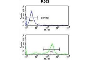 TSPAN2 Antibody (Center) flow cytometry analysis of K562 cells (bottom histogram) compared to a negative control cell (top histogram). (Tetraspanin 2 anticorps  (Middle Region))