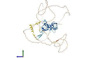 AlphaFold protein structure predicition of Human Recombinant COIL Protein, UniprotID P38432