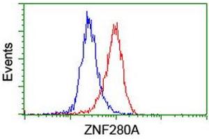 Image no. 4 for anti-Zinc Finger Protein 280A (ZNF280A) (AA 1-333) antibody (ABIN1490749) (ZNF280A anticorps  (AA 1-333))