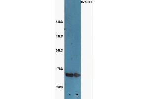 Lane 1:Huh7 lysates Lane 2: A549 lysates probed with Rabbit  Anti-Histone H3 (acetyl K9) Polyclonal Antibody, Unconjugated (ABIN703946) at 1:300 overnight at 4 °C. (Histone 3 anticorps  (H3K9ac))