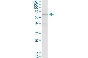 SLC7A1 MaxPab polyclonal antibody.