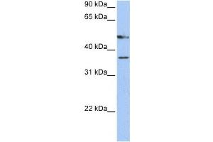 Western Blotting (WB) image for anti-Forkhead Box D4 (FOXD4) antibody (ABIN2459142) (FOXD4 anticorps)