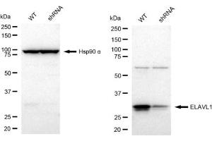 Western blotting analysis using ELAVL1 antibody (ABIN7798430).
