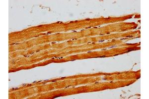 IHC image of nforHU diluted at 1:14 and staining in paraffin-embedded human skeletal muscle tissue performed on a Leica BondTM system. (Histone H1.3 anticorps  (AA 137-149))