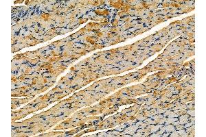 ABIN7095232 and ABIN7099289 at 1/100 staining rat muscle tissue by IHC-P. (PFAS anticorps)