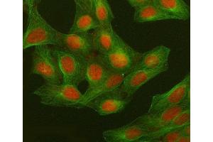 IF analysis of GWL/MASTL using anti-GWL/MASTL antibody (ABIN7600309) and anti-Tubulin Alpha antibody (ABIN7600339).