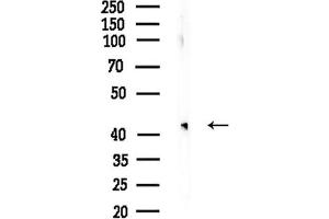 Western blot analysis of lysates from Rat testis, using ACPP Antibody at 1/1000 dilution.