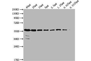 Western Blot Positive WB detected in: MCF-7 whole cell lysate at 40 μg, 20 μg, 10 μg, 5 μg, 2. (PKM anticorps  (AA 2-531))