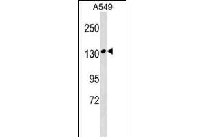MYBPC1 Antibody (Center) (ABIN1538609 and ABIN2848927) western blot analysis in A549 cell line lysates (35 μg/lane). (MYBPC1 anticorps  (AA 750-778))