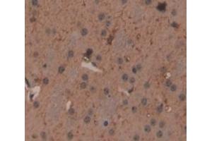 IHC-P analysis of Mouse Tissue, with DAB staining. (IL20RA anticorps  (AA 268-538))