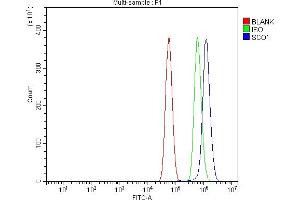 Flow Cytometry analysis of U87 cells using anti-SCO1 antibody (ABIN7600609). (SCO1 anticorps  (AA 21-301))