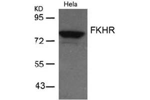 Image no. 2 for anti-Forkhead Box O1 (FOXO1) (AA 254-258) antibody (ABIN197334)
