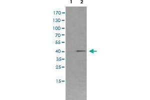 Western Blot analysis of HEK293T cells (Lane 1: transfected with pCMV6-ENTRY control and Lane 2: transfected with pCMV6-ENTRY FCGR1A cDNA) with FCGR1A monoclonal antibody, clone 3D3 . (FCGR1A anticorps)