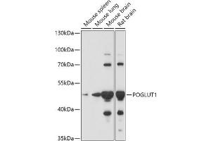 Western blot analysis of extracts of various cell lines, using POGLUT1 antibody (ABIN7269673) at 1:1000 dilution. (POGLUT1 anticorps  (AA 160-280))