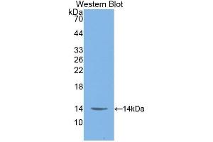 Western Blotting (WB) image for anti-Macrophage Migration Inhibitory Factor (Glycosylation-Inhibiting Factor) (MIF) (AA 4-112) antibody (ABIN1859825)