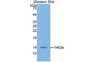 Western Blotting (WB) image for anti-Macrophage Migration Inhibitory Factor (Glycosylation-Inhibiting Factor) (MIF) (AA 4-112) antibody (ABIN1859825) (MIF anticorps  (AA 4-112))