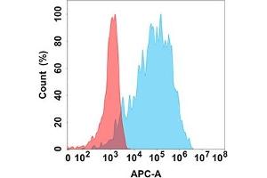 Flow cytometry analysis with Anti-FAP (DM154) on Expi293 cells transfected with human FAP (Blue histogram) or Expi293 transfected with irrelevant protein (Red histogram).