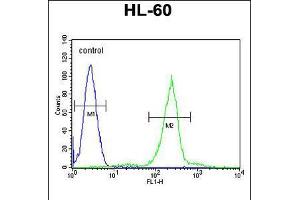 Flow cytometric analysis of HL-60 cells (right histogram) compared to a negative control cell (left histogram). (C1QC anticorps  (AA 93-120))