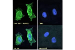 ABIN184604 Immunofluorescence analysis of paraformaldehyde fixed HeLa cells, permeabilized with 0. (PTPN11 anticorps  (C-Term))