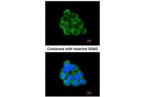 ICC/IF Image Immunofluorescence analysis of methanol-fixed A431, using PECR, antibody at 1:200 dilution.