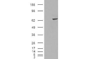 HEK293 overexpressing IGF2BP2 (ABIN5436057) and probed with ABIN238651 (mock transfection in first lane). (IGF2BP2 anticorps  (C-Term))