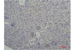 Immunohistochemistry (IHC) analysis of paraffin-embedded Mouse Kidney Tissue using TBP/TATA Binding Protein Mouse Monoclonal Antibody diluted at 1:200. (TBP anticorps)