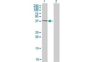 Western Blot analysis of GTF2H2 expression in transfected 293T cell line by GTF2H2 MaxPab polyclonal antibody.