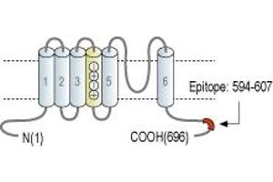 Representative domain view of the target of ABIN7043506.