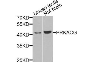 Western blot analysis of extracts of mouse testis and rat brain cells, using PRKACG antibody. (PRKACG anticorps)