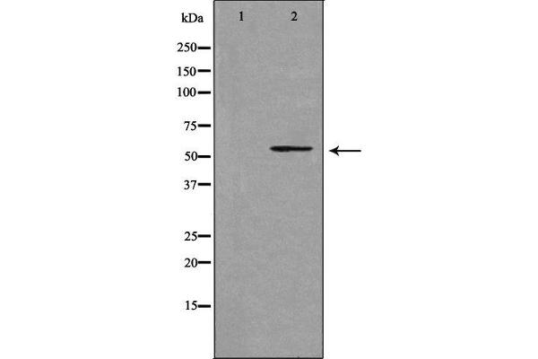 CYP39A1 antibody  (C-Term)