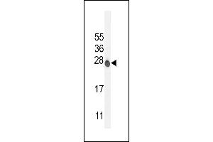 ATP6V0C Antibody (C-term) (ABIN654427 and ABIN2844163) western blot analysis in mouse NIH-3T3 cell line lysates (35 μg/lane). (ATP6V0C anticorps  (C-Term))