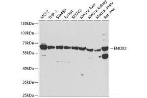 Western blot analysis of extracts of various cell lines using ENOX2 Polyclonal Antibody at dilution of 1:1000. (ENOX2 anticorps)