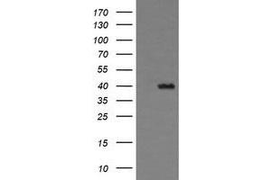 Image no. 1 for anti-THUMP Domain Containing 1 (THUMPD1) antibody (ABIN1501384) (THUMPD1 anticorps)