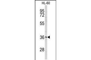 Western blot analysis of PEX14 Antibody in HL-60 cell line lysates (35ug/lane) (PEX14 anticorps  (C-Term))