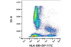 Surface staining of human peripheral blood with anti-HLA-DR+DP (HL-38) FITC. (HLA-DP/DR anticorps  (FITC))